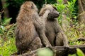 Baboons