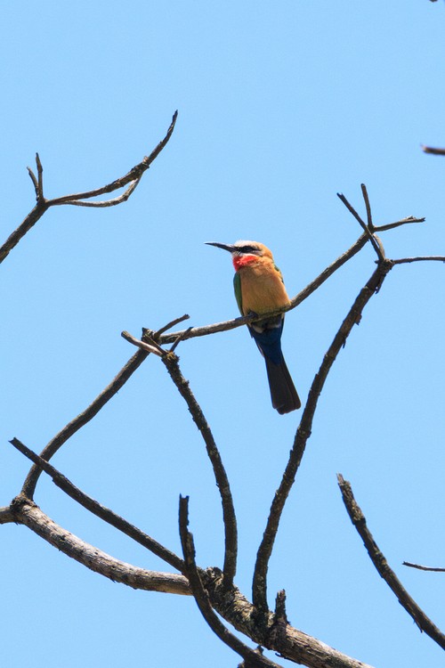 White-fronted bee-eater