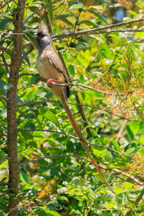 Speckled mousebird