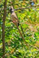 Speckled mousebird