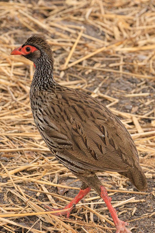 Red-necked spurfowl
