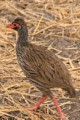Red-necked spurfowl