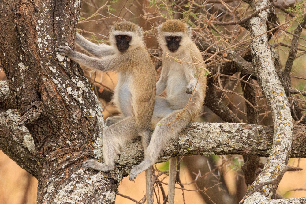Vervet monkeys