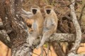 Vervet monkeys