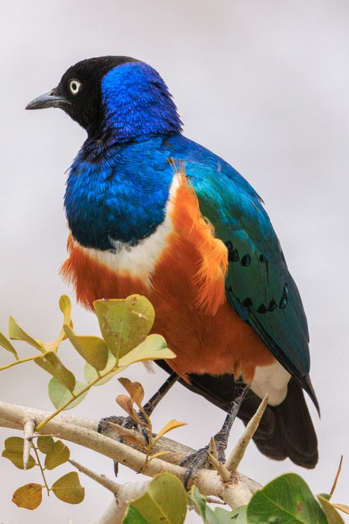 Superb starling