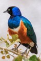 Superb starling