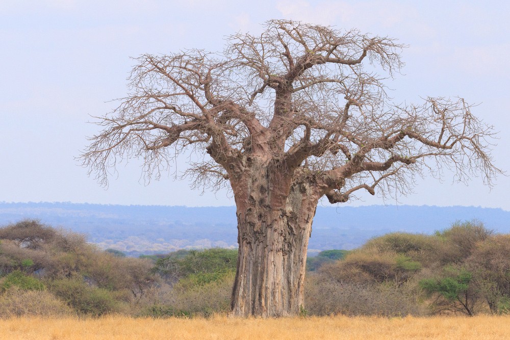 Baobab tree