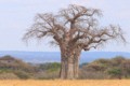 Baobab tree