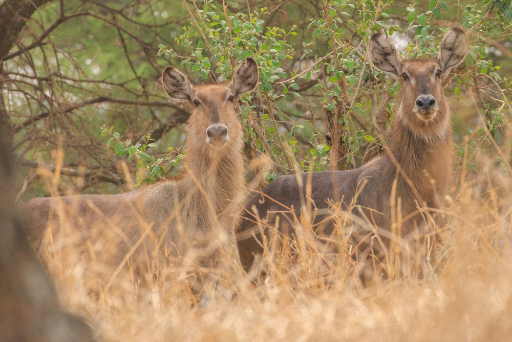 Waterbuck (females)