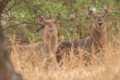 Waterbuck (females)