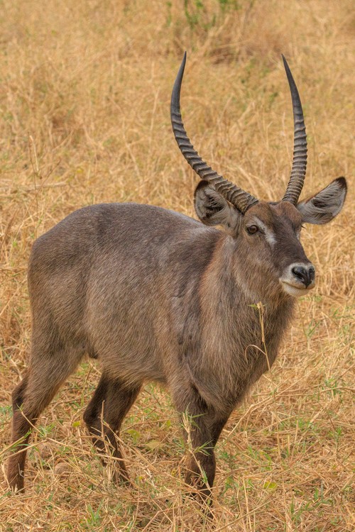 Waterbuck (male)