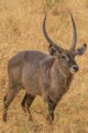Waterbuck (male)