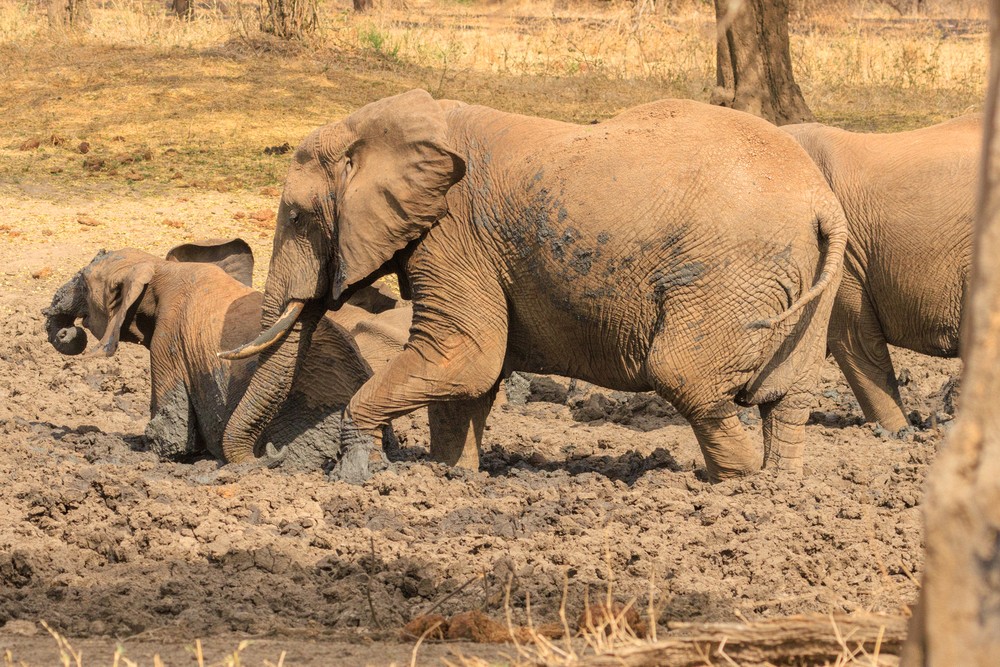 Elephants in mud