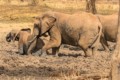 Elephants in mud