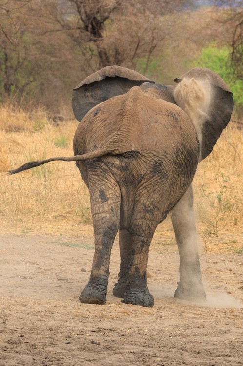 Elephant dust bath