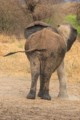 Elephant dust bath