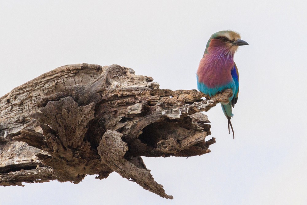 Lilac-breasted roller