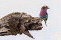 Lilac-breasted roller