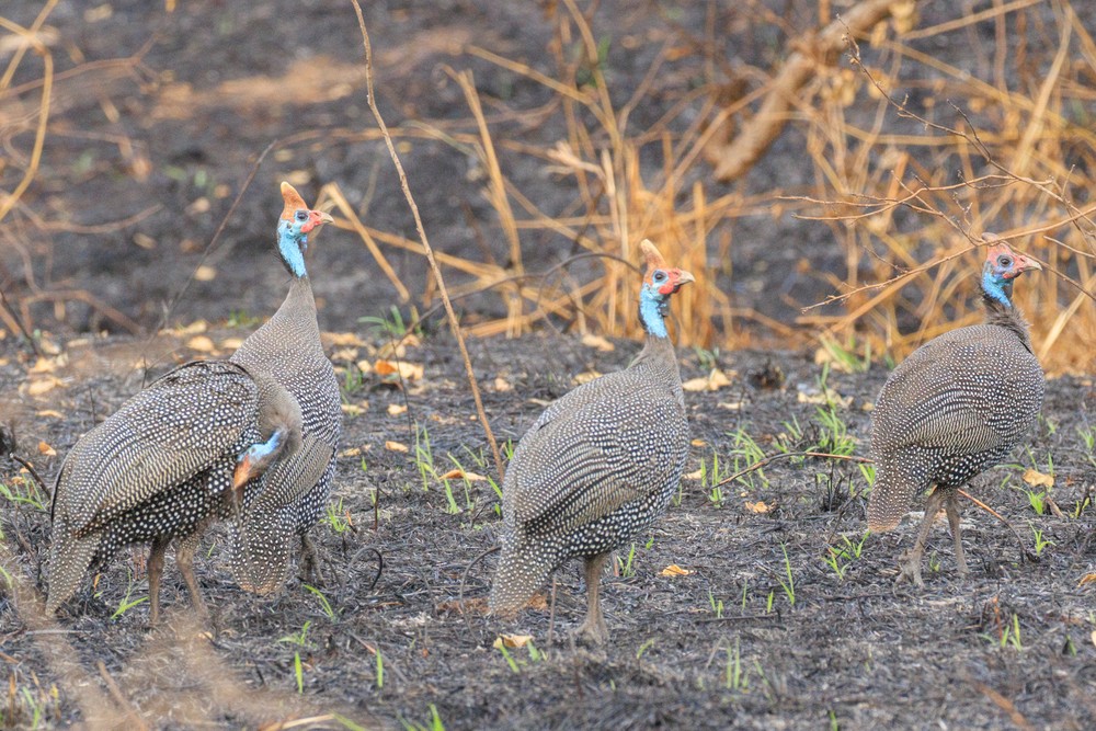 Helmeted guineafowl