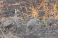 Helmeted guineafowl