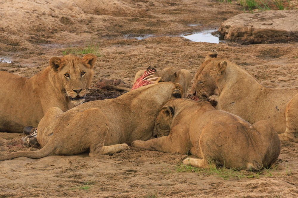 Lions with prey