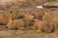 Lions with prey