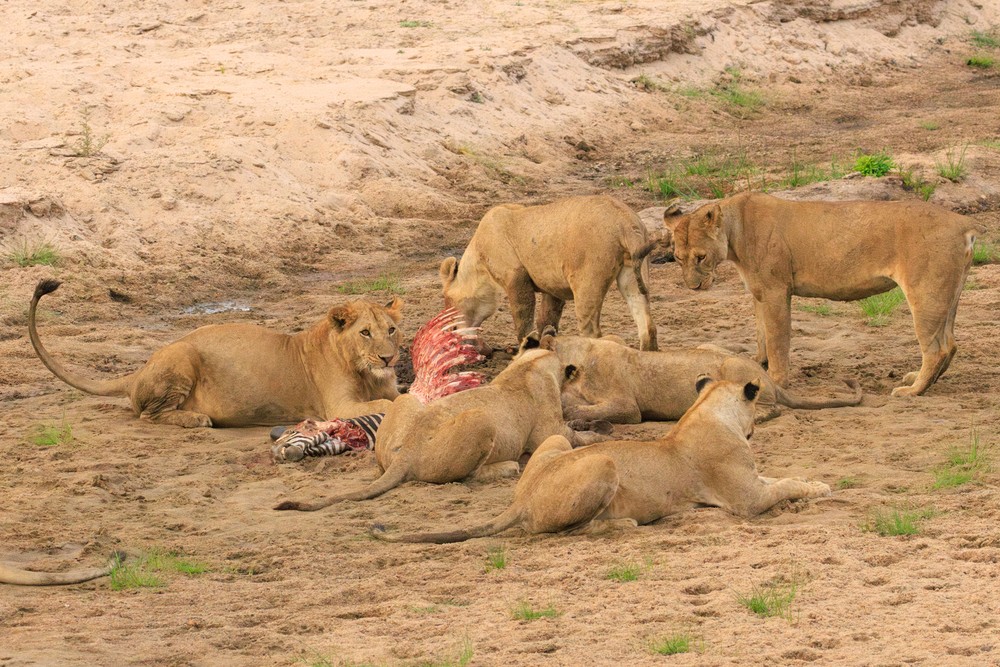 Lions with prey