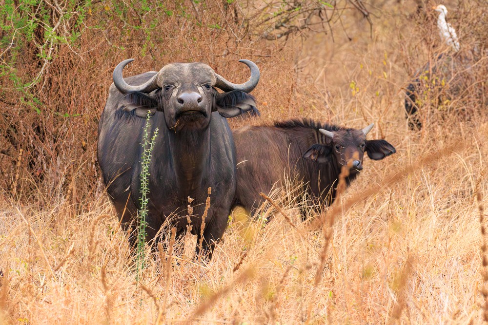Cape Buffalo