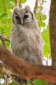 Verreaux's eagle-owl