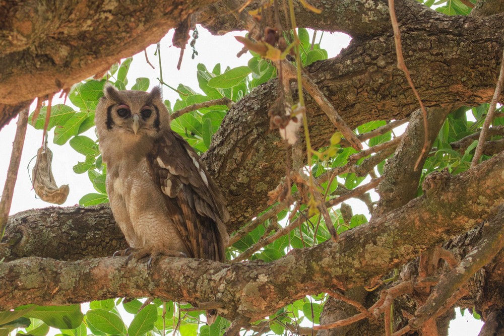 Verreaux's eagle-owl