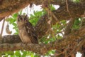 Verreaux's eagle-owl