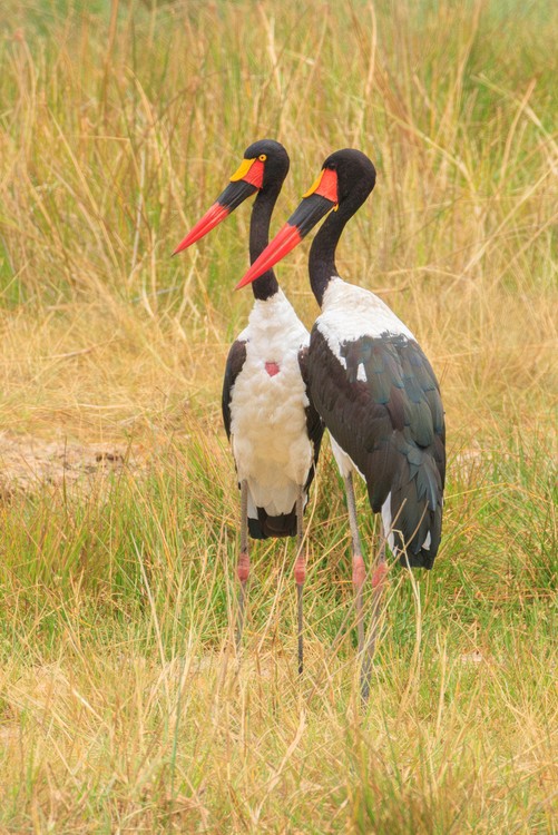 Saddle-billed storks