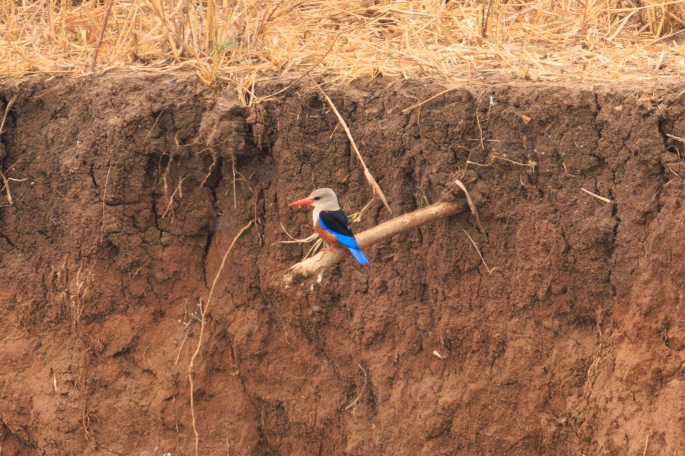 Grey-headed kingfisher