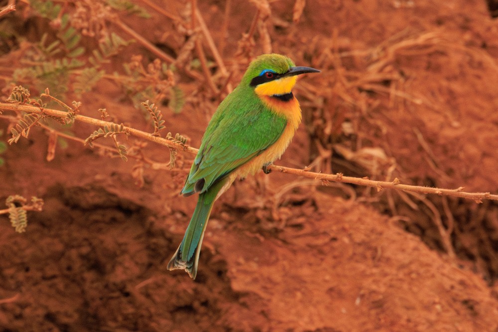 Little bee-eater