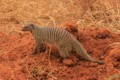 Banded mongoose