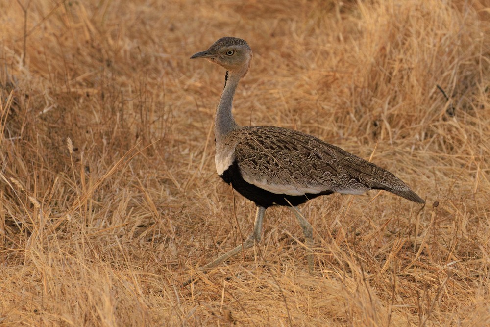 Buff-crested bustard