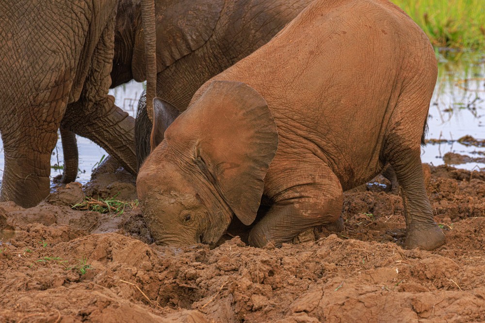 Elephants playing in the mud