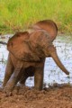 Elephant playing in the mud