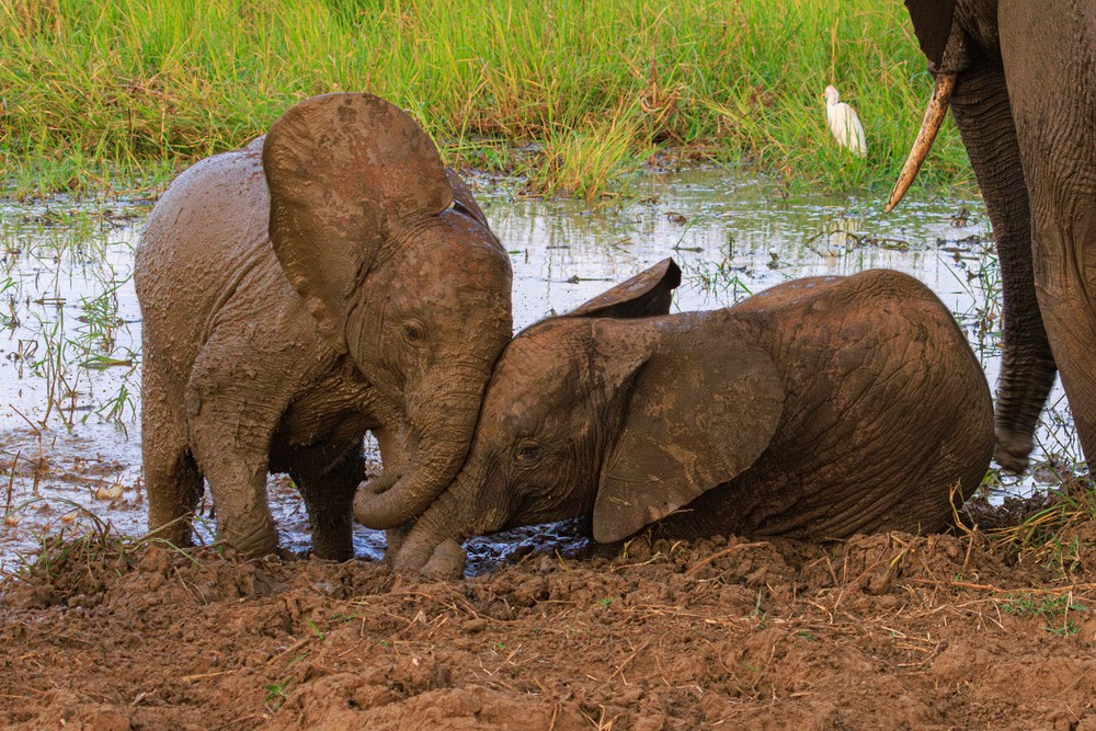Elephants playing in the mud