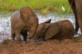 Elephants playing in the mud