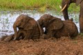 Elephants playing in the mud