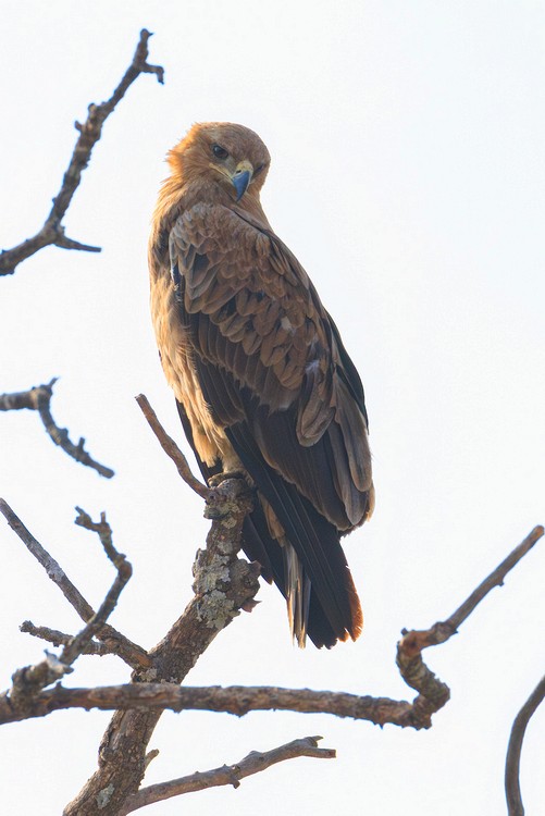 Steppe eagle