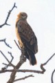 Steppe eagle