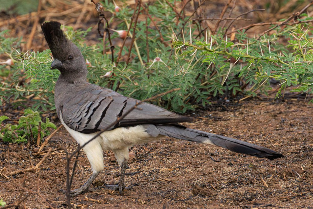White-bellied go-away-bird