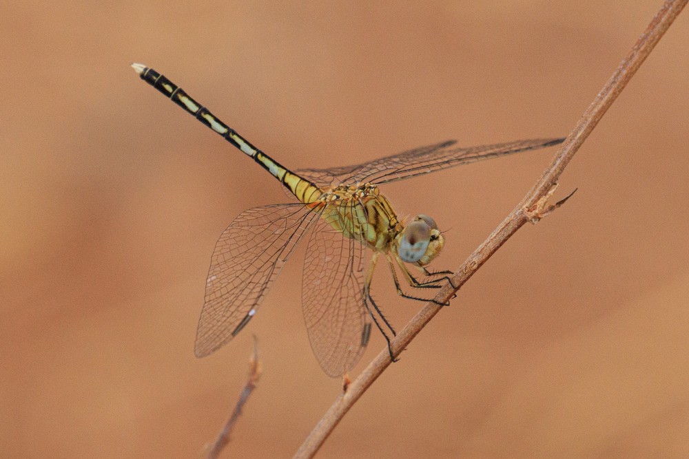 Dragonfly