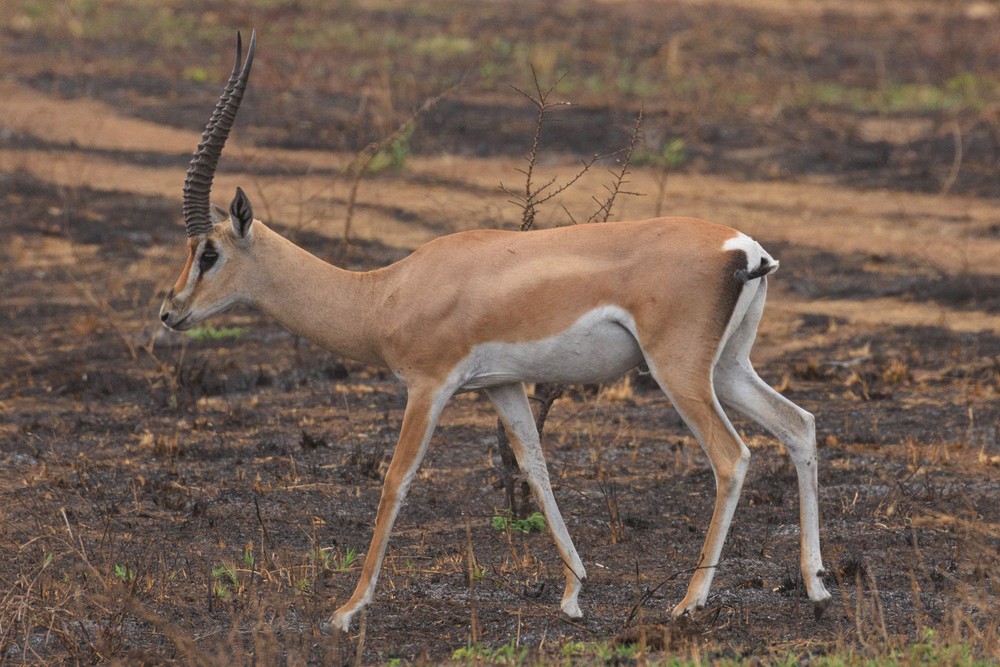 Grant's Gazelle