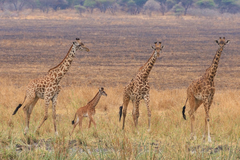Giraffes