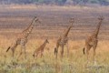 Giraffes