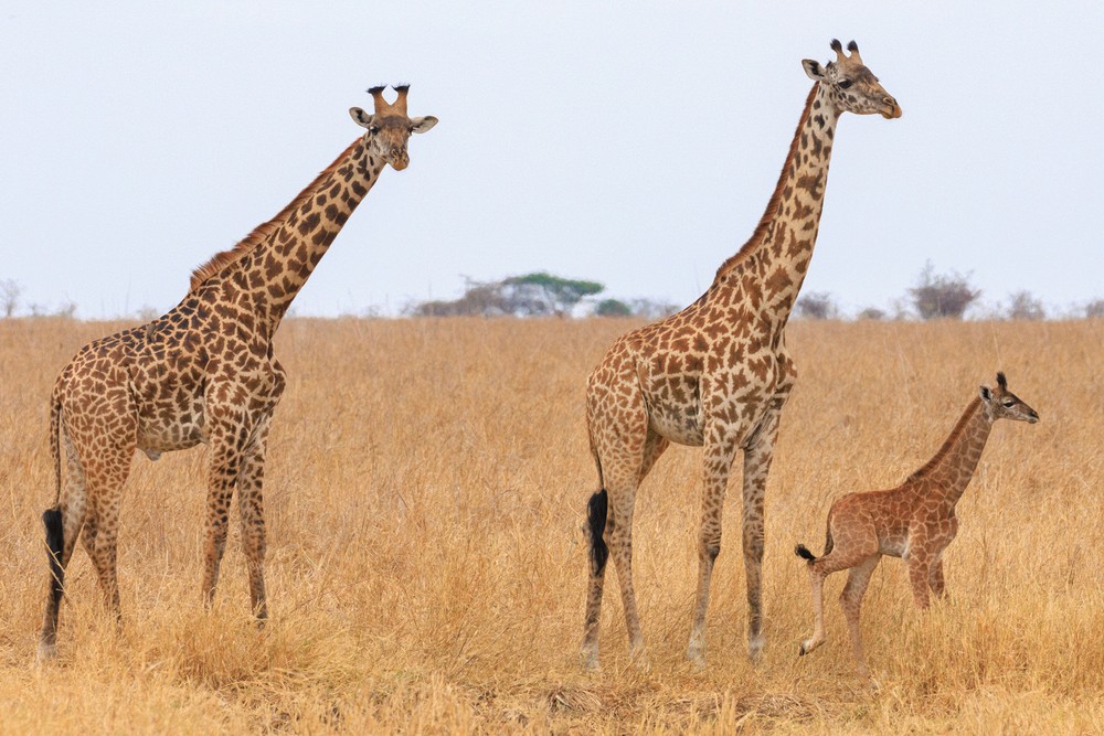 Giraffes