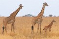 Tarangire National Park - September 25